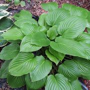 Green Leaf Hosta Seeds - Flower Plant