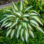 Green Leaf Hosta Seeds - Flower Plant