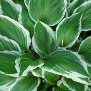 Green Leaf Hosta Seeds - Flower Plant