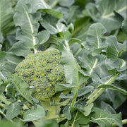 Broccoli Seeds – Brassica oleracea var. italica