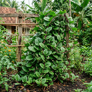 Malabar Spinach Seeds – Basella alba