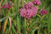 Milkweed Seeds – Asclepias spp.