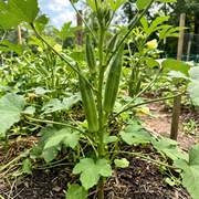 Okra Seeds – Abelmoschus esculentus