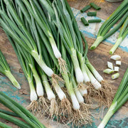 Japanese Long Green Onion Seeds
