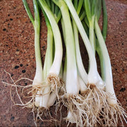 Japanese Long Green Onion Seeds