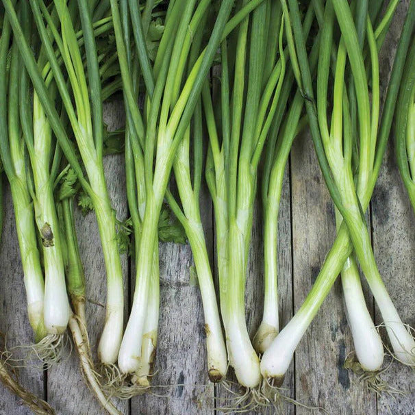 Japanese Long Green Onion Seeds