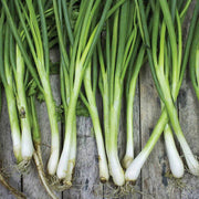 Japanese Long Green Onion Seeds