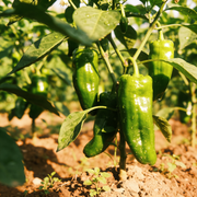 Pepper Seeds – Capsicum annuum