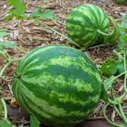 Green Purple Watermelon Seeds - Fruit Plant