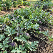 Green Purple Watermelon Seeds - Fruit Plant