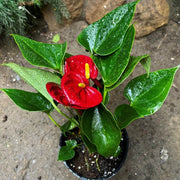 Green Red anthurium Seeds