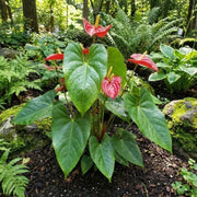Green Red anthurium Seeds