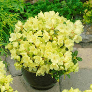 Green Rhododendron Azalea Seeds - Flower Plant