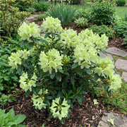 Green Rhododendron Azalea Seeds - Flower Plant