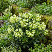 Green Rhododendron Azalea Seeds - Flower Plant