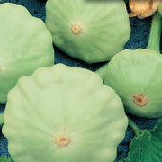 Green Scallop Seeds
