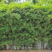 Green Screen Bamboo Seeds - Ornamental Bamboo Landscape Seeds