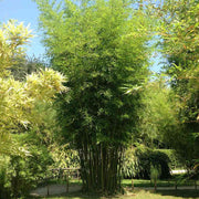 Green Screen Bamboo Seeds - Ornamental Bamboo Landscape Seeds