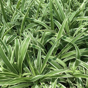 Green Spider - Housing Seeds