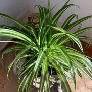 Green Spider - Housing Seeds