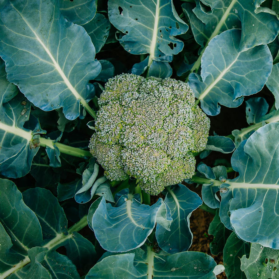Broccoli Seeds – Brassica oleracea var. italica