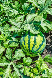 Watermelon Seeds – Citrullus lanatus