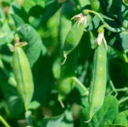 Sugar Snap Pea Seeds – Pisum sativum var. macrocarpon