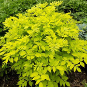 Green Udo Seeds