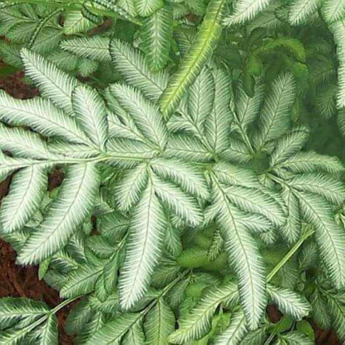 Green & White Fern Seeds - Flower Plant