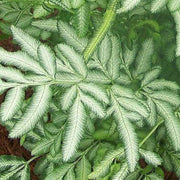 Green & White Fern Seeds - Flower Plant