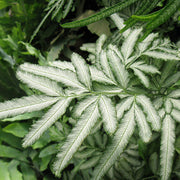 Green & White Fern Seeds - Flower Plant