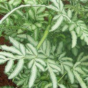 Green & White Fern Seeds - Flower Plant