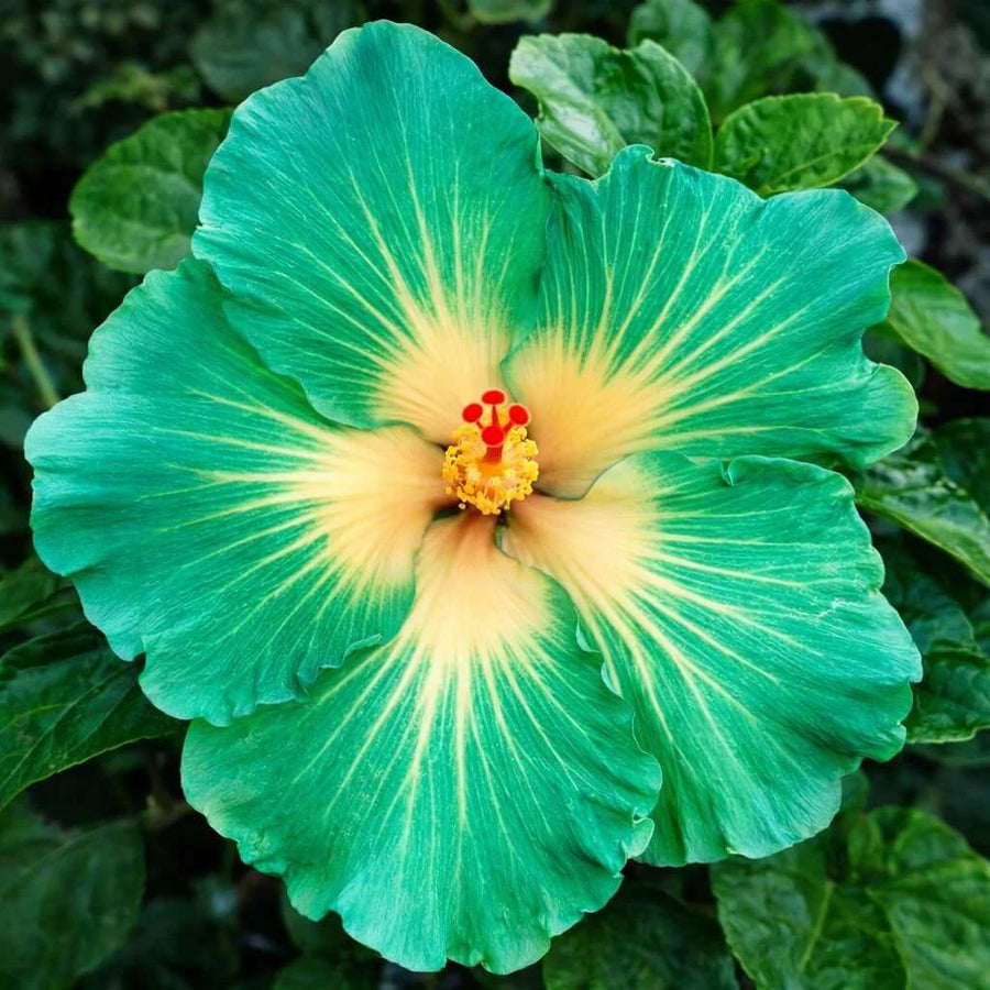 Green Yellow Hibiscus Seeds