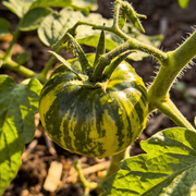 Tomato Seeds – Solanum lycopersicum