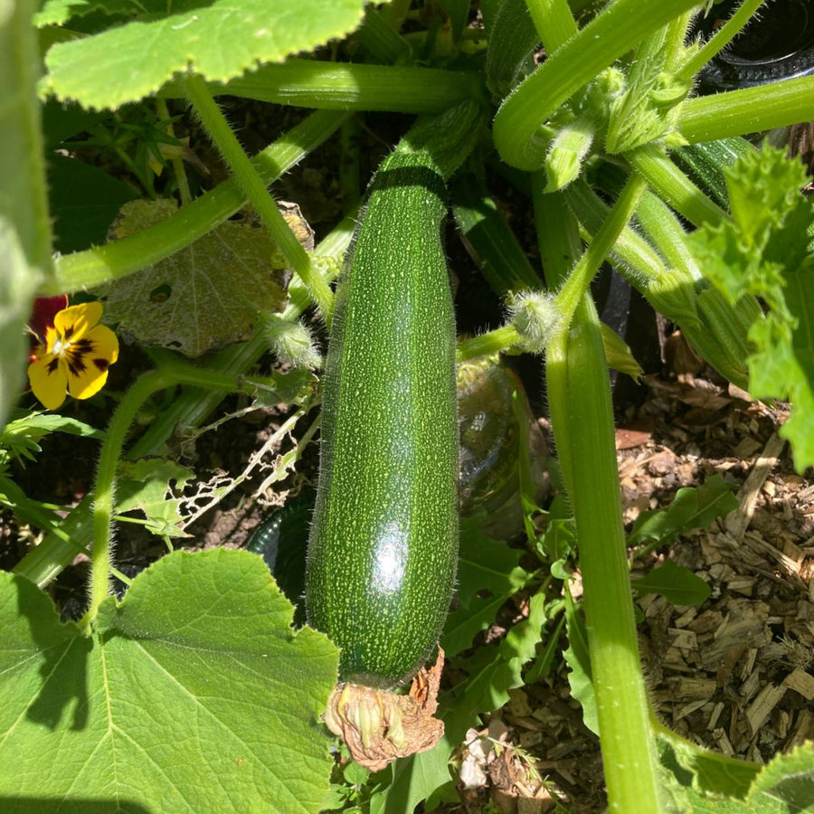 Zucchini Seeds – Cucurbita pepo