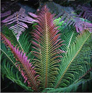 Green and Pink Fern Seeds - Flower Plant