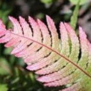 Green and Pink Fern Seeds - Flower Plant