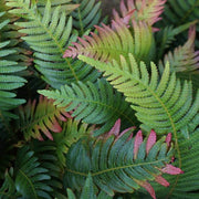 Green and Pink Fern Seeds - Flower Plant
