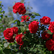 Fragrant Climbing Rose Seeds