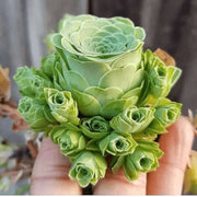 Dodrantalis Greenovia Seeds