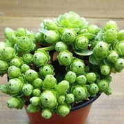 Dodrantalis Greenovia Seeds