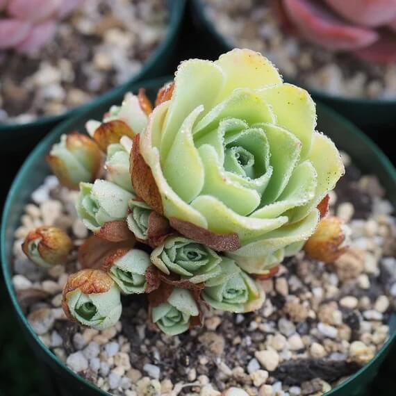 Light Yellow Greenovia Seeds