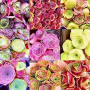 Mixed Colors Greenovia Seeds
