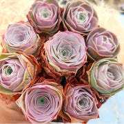 Mountain Rose Aeonium Greenovia Seeds