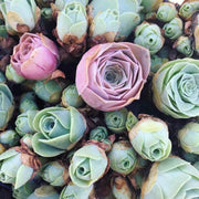 Mountain Rose Aeonium Greenovia Seeds