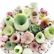 Greenovia Seeds - for Home Gardens Seeds