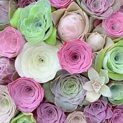 Greenovia Seeds - for Home Gardens Seeds