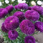 Purple Green Greenovia Seeds