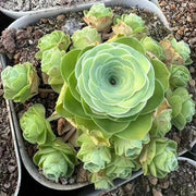 Rose Succulent Greenovia Seeds