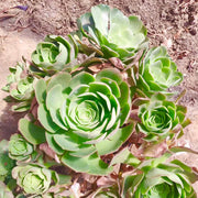 Rose Succulent Greenovia Seeds